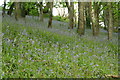 Bluebells near Treworgey