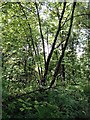 Trackside vegetation, Dumbuck