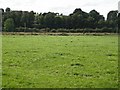 Pasture, Vale of Leven