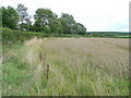 Wheat crop by Little Birch Lane