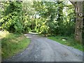 Winding forest road above the Greenhill YMCA