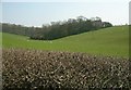 Ditchley Lane, Ditchley (view South)