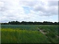 Field near Berry Hill Bournemouth