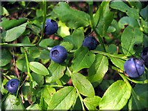 NY9761 : Ripe bilberries, Dipton Wood by Andrew Curtis