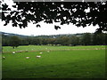 Sheep in field in suburban Sheffield