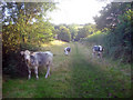 Public footpath to Newtown Linford