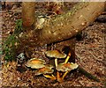 Fungus, Hillsborough forest 09-4