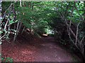 Footpath heading into Castle Eden Dene