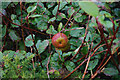 Apples on the cliffs