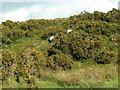 Sheep in the Gorse near Batworthy