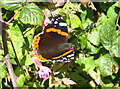 Red Admiral butterfly (Vanessa atalanta)