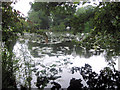 Pond at Glansevern Hall