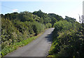 Lane towards Groton Wood and Kersey Tye