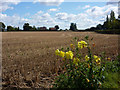 Field at Hadleigh Heath