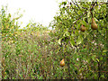 Overgrown pear orchard at Selling