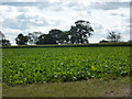 Field of beet