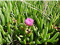 Hottentot Fig - Carpobrotus edulis