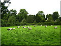 Sheep (Jacob breed) near Wortley