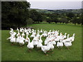 SX5180 : Geese, near Kingsett by Roger Cornfoot