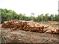 Log pile in Joan Beech Wood