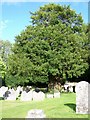 Yew Tree, St Andrews Churchyard