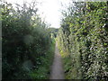 East Devon : Coast Path & Hedgerows