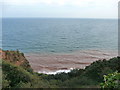 East Devon : Bushes, Cliff & Ocean