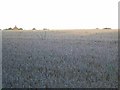 Wheat field near Houghton