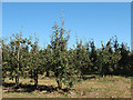 Apple orchard at South Street