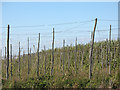 Hop poles at South Street