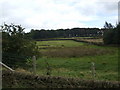 Grazing land on Wimberry Moss