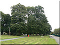 Mature trees, Inham Nook