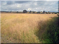 Rape crop north of Ashby