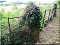 Gatepost and ivy near Knook