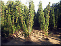 TQ8129 : Hop field by Oast House Archive