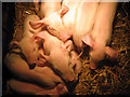 Piglets at Rare Breeds Centre, Woodchurch