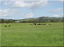 S5119 : Cattle on pasture near Nicholastown by David Hawgood