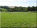 Sheep At Birchley Farm