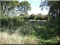 Railway woodland