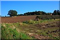 Field With Copse, Near Fagdale Hall