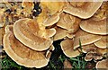 Fungus, Dixon Park, Belfast (1)