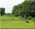 2009 : Cattle grazing in a field near Withybrook