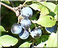 Sloes, Merrow Common