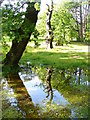 Reflections in Singleton Park