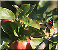 SC1968 : Red Admiral in the apple tree by Andy Stephenson