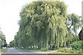 Willow trees beside the A4095