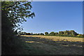 Freshly mown hay - Murch