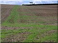 Stubble near Winterborne Kingston