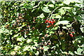 Berries in Burnham