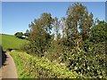 Orchard near Huccombe